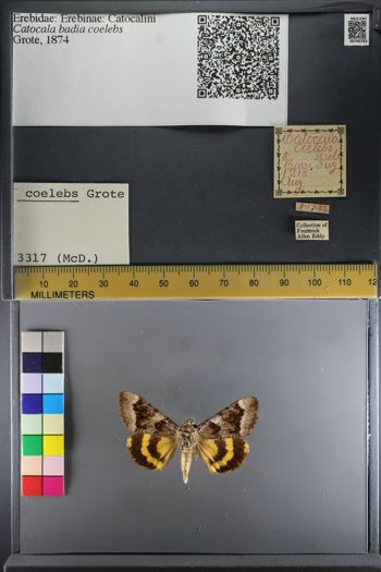 Media type: image;   Entomology 740783